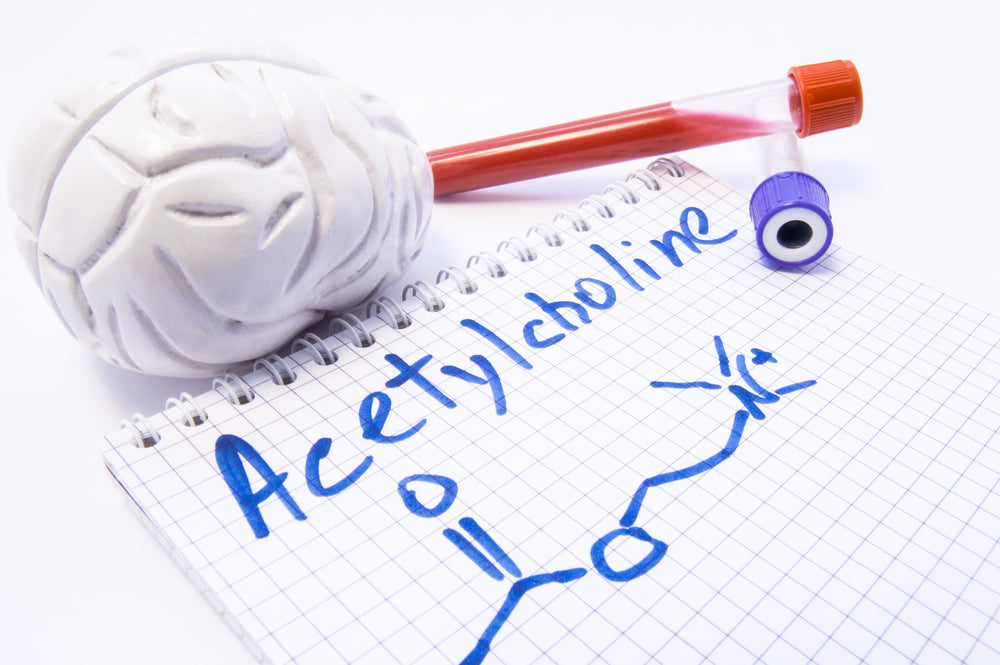 Acetylcholine in Action: Why Every Step, Thought, and Heartbeat Depends on It