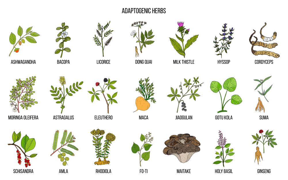 What Are Adaptogens? Benefits, Common Types & More