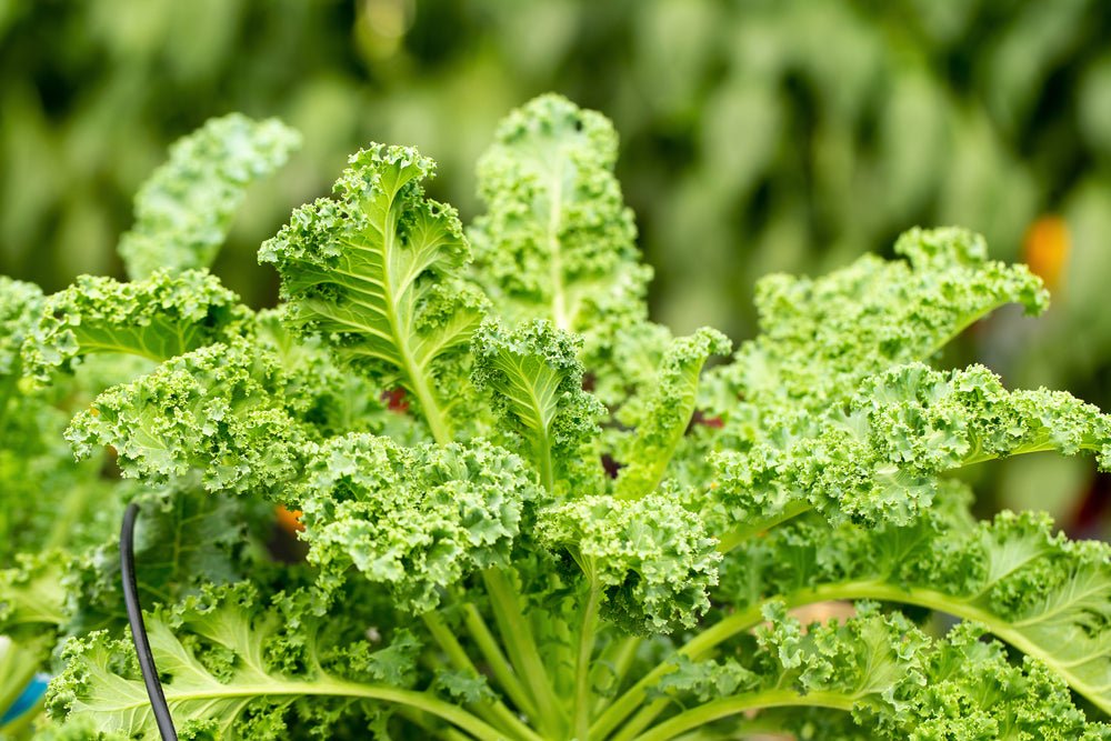 Organic Kale - BrickHouse Nutrition