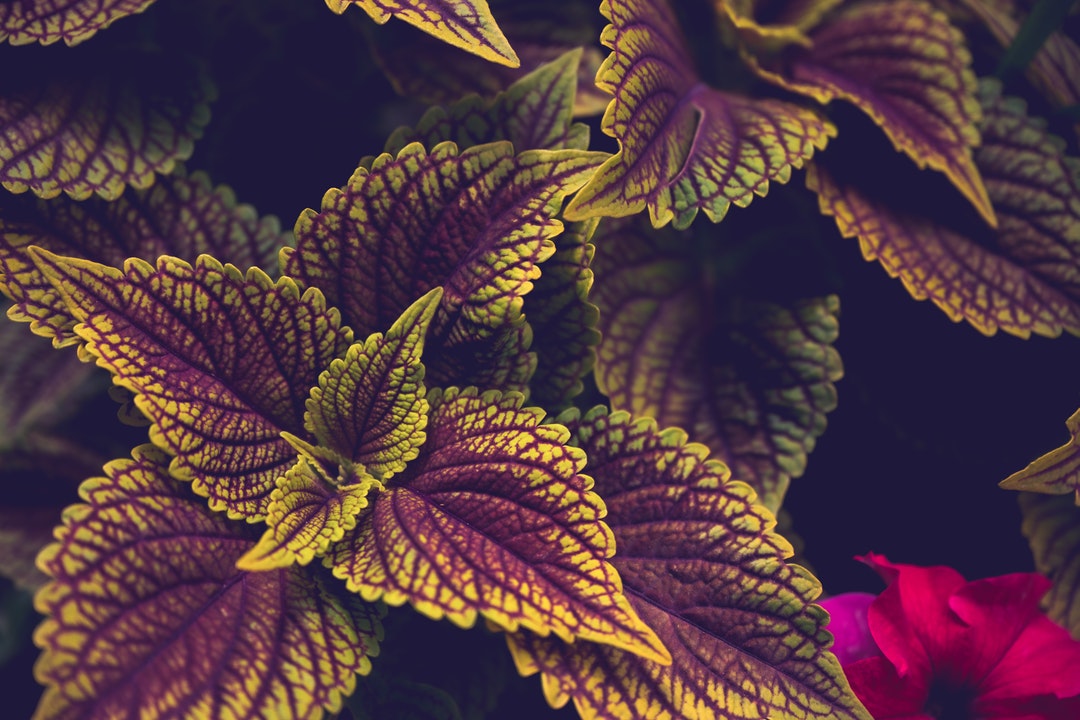 Coleus Uses Side Effects Interactions Dosage