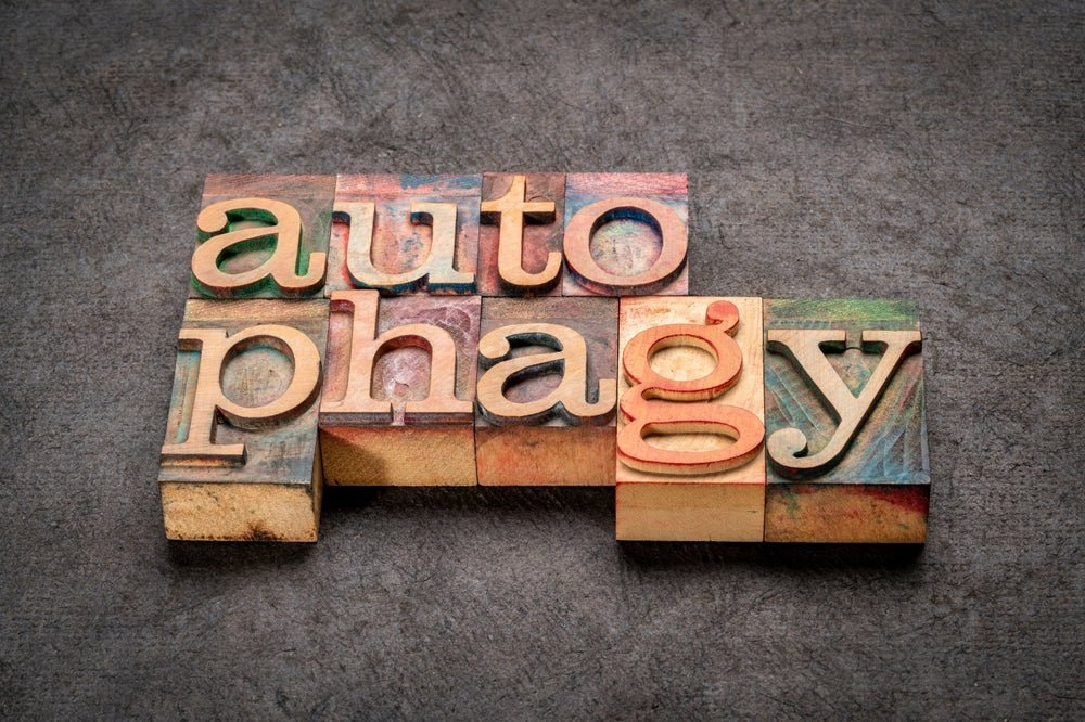 Recharge and Renew: The Role of Autophagy in Health - BrickHouse Nutrition