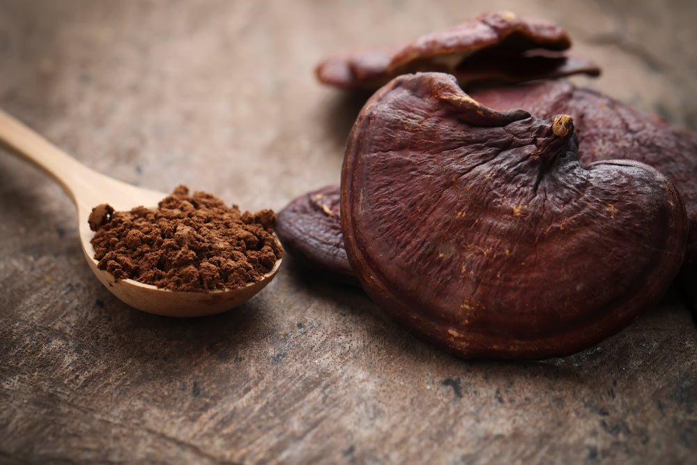 Reishi Mushrooms: Exploring the Connection Between Nature and Neuroscience