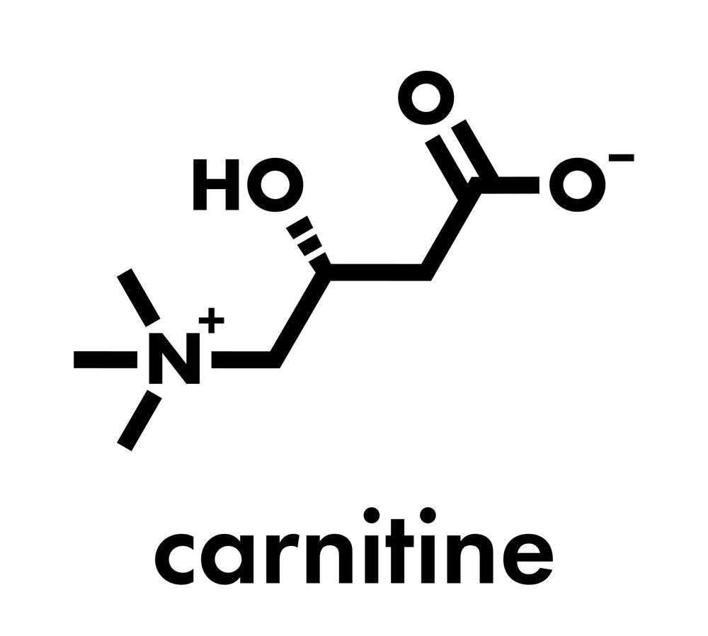 The Science of Carnitine: How It Works and Why It Matters The Science of Carnitine: How It Works and Why It Matters