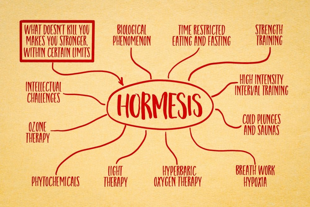 The Science of Hormesis: Why Small Stresses Make You Stronger - BrickHouse Nutrition