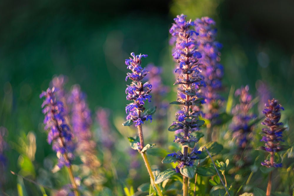 Turkesterone: The Muscle-Building Wonder - BrickHouse Nutrition