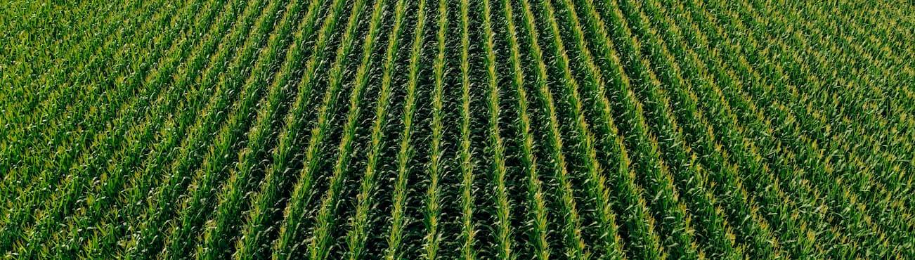 What Are Whole Food Vitamins?