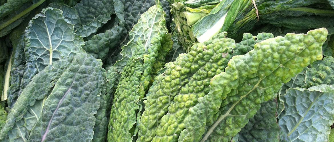 Sauteed Garlic Lacinato Kale with Avocado Oil