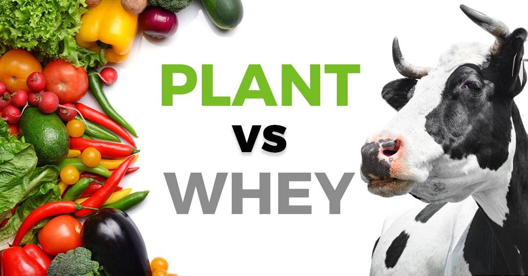Whey Protein Vs. Plant Protein