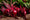 Organic Beet