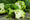 Organic Broccoli