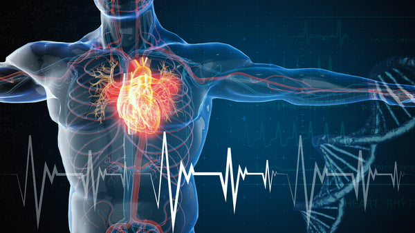 The Over 50 Guide To Heart Health