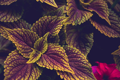 Coleus: Uses, Side Effects, Interactions, & Dosage Thumbnail