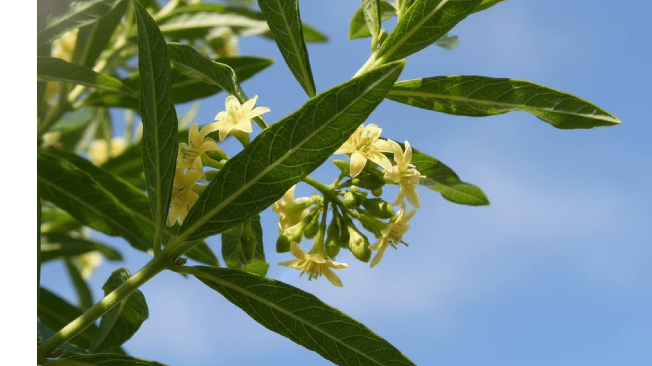 Fadogia Agrestis for Men: What the Research Says About This Testosterone-Supporting Herb - BrickHouse Nutrition