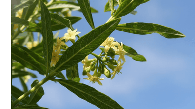 Fadogia Agrestis for Men: What the Research Says About This Testosterone-Supporting Herb Thumbnail