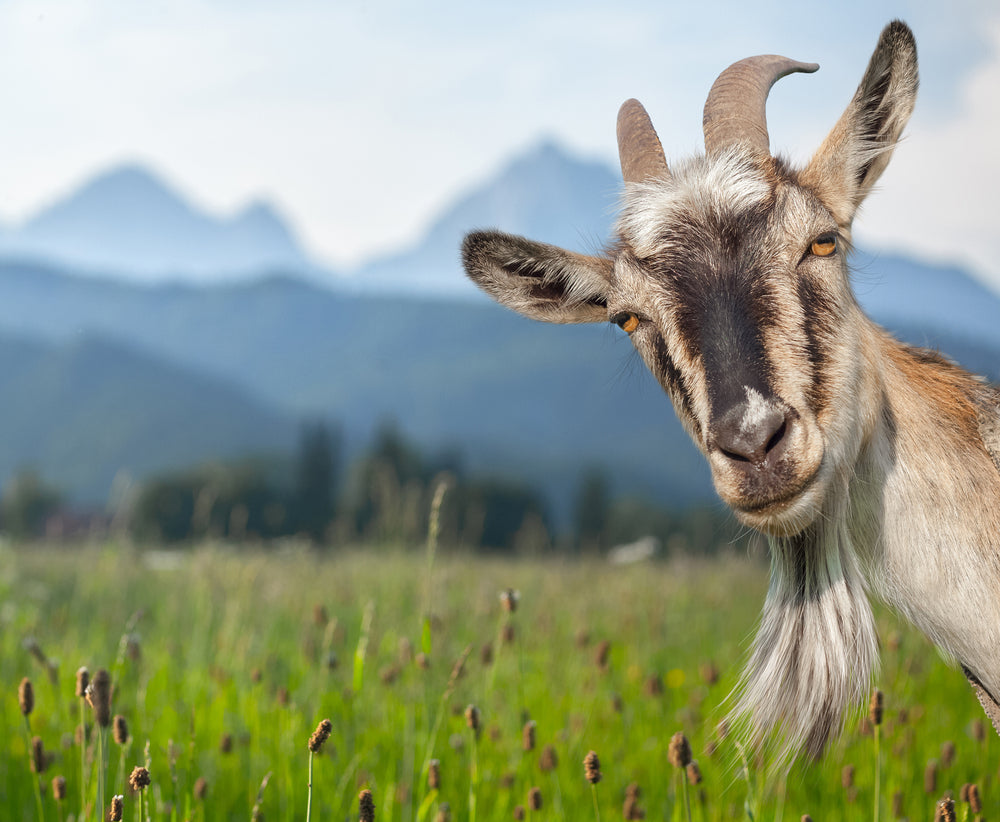 What Is Epimedium (Horny Goat Weed)? Benefits, Dosage and More
