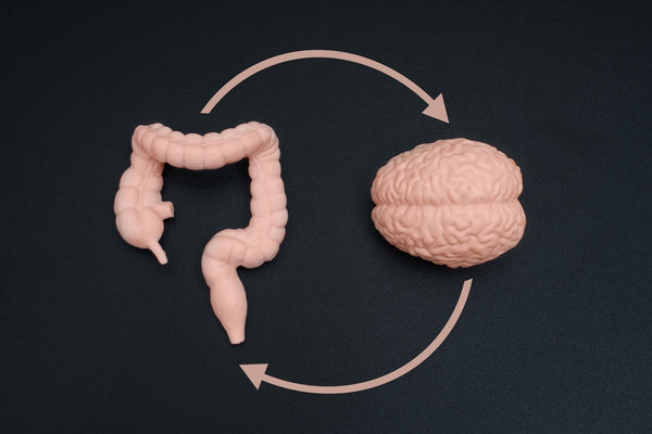 Nourish Your Gut, Nourish Your Mind: The Gut-Brain Axis Revealed