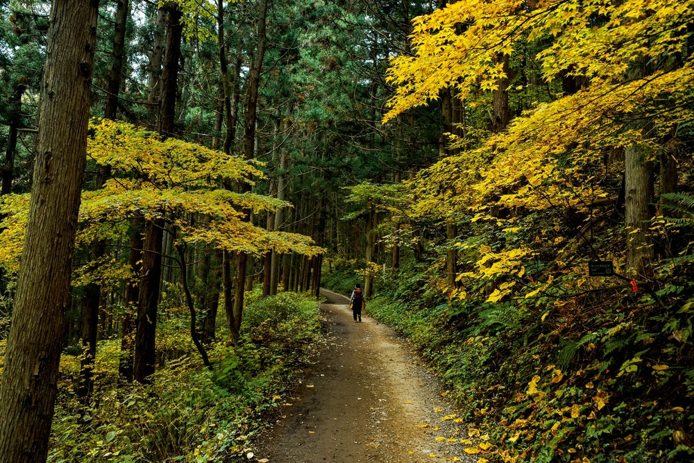 The Art of Forest Bathing and Its Health Benefits