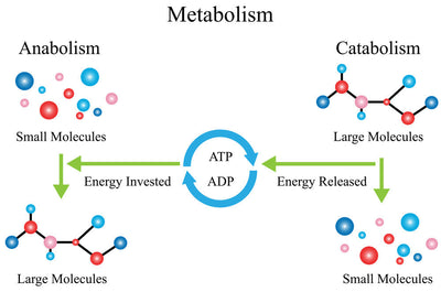 The Anti-Catabolic Diet Explained Thumbnail