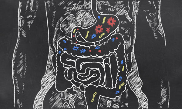 The Role of Gut Health in Fitness and Overall Wellness