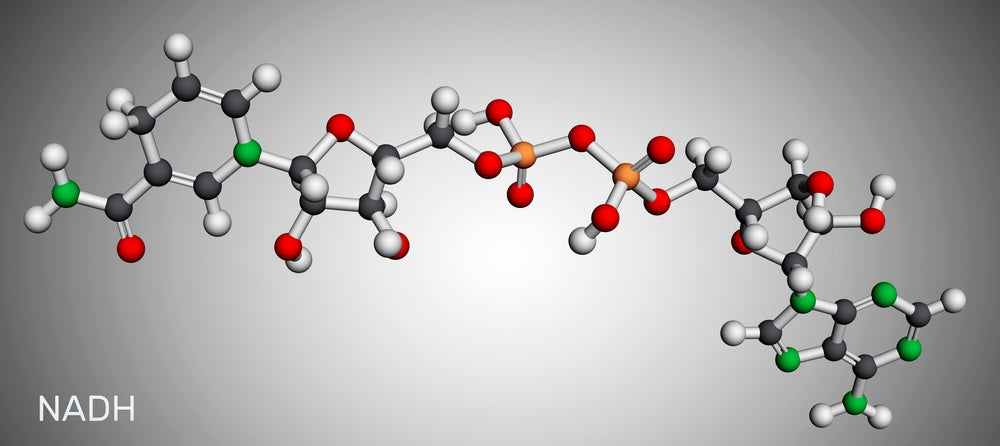 The Energy Paradox: Why NADH is the Metabolic Master Switch