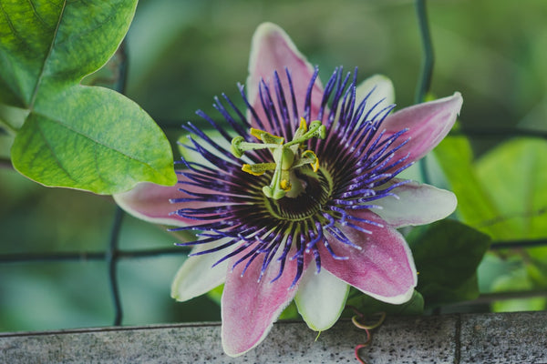 what does passion flower supplement do?