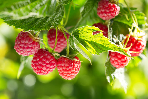 Organic Raspberry
