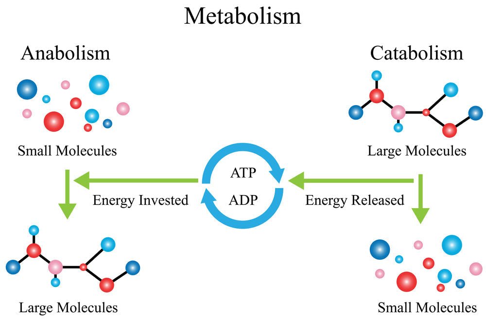 The Anti-Catabolic Diet Explained - BrickHouse Nutrition