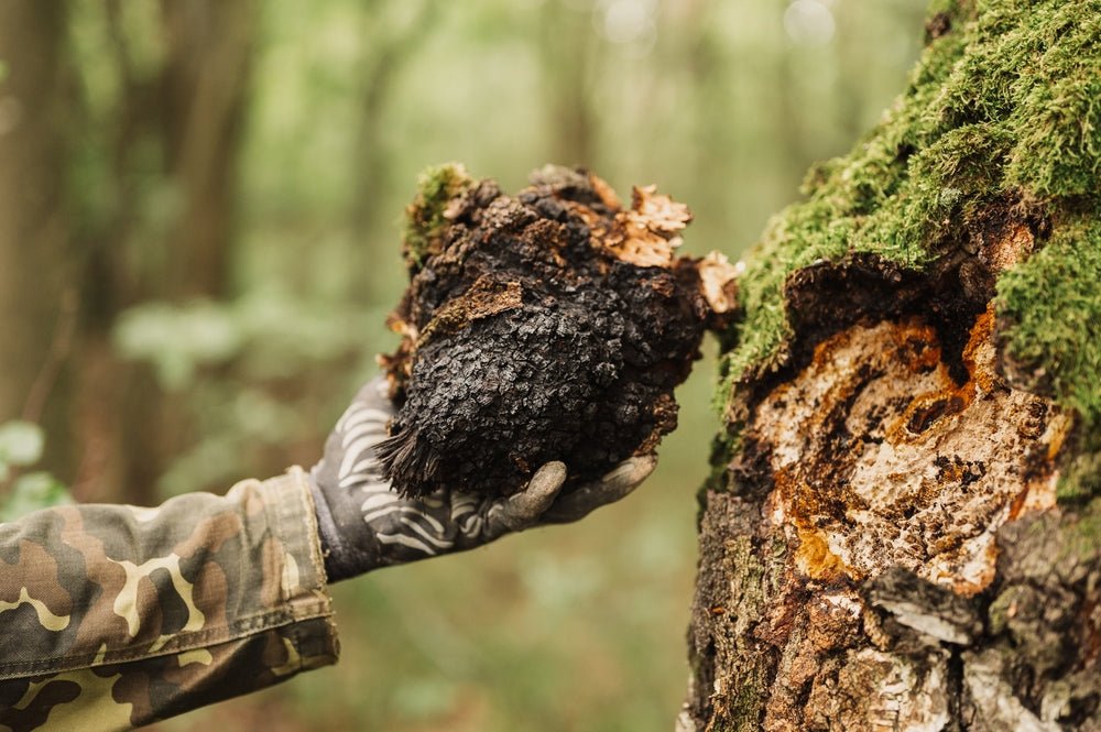 The Magic of Chaga Mushrooms: Discover Their Health-Boosting Power - BrickHouse Nutrition