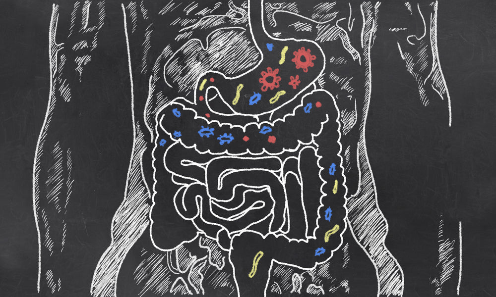 The Role of Gut Health in Fitness and Overall Wellness - BrickHouse Nutrition