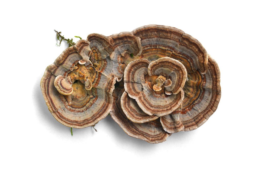 The Top 6 Reasons to Add Turkey Tail Mushrooms to Your Daily Routine - BrickHouse Nutrition