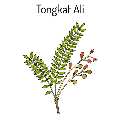 The Potential of Tongkat Ali: Are You Sleeping On This Herb? Thumbnail