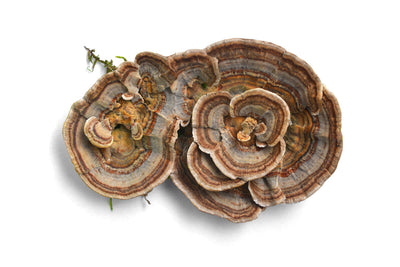 The Top 6 Reasons to Add Turkey Tail Mushrooms to Your Daily Routine Thumbnail