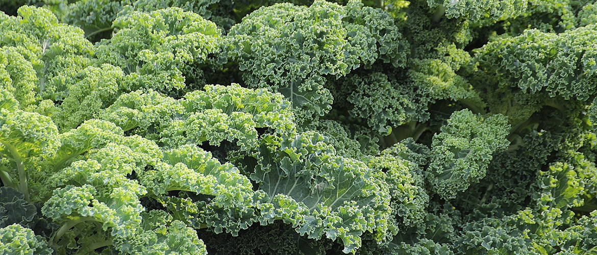 Sweet Potato Kale Salad with Lemon