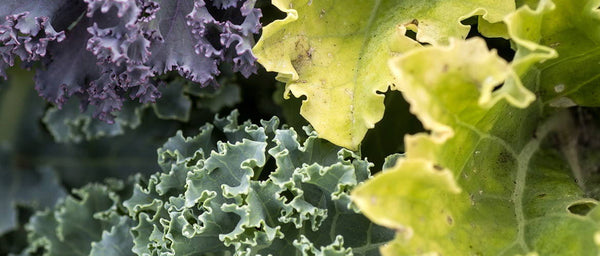 Kale 101 : 8 Biggest Health Benefits & 3 Easy Recipes