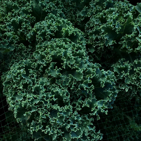 Organic Kale