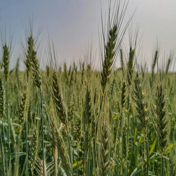 Organic Wheatgrass